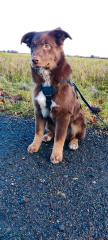 Australian Shepherd Junghündin