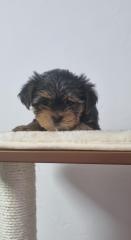 Yorkshire Terrier Welpen Reinrassigen