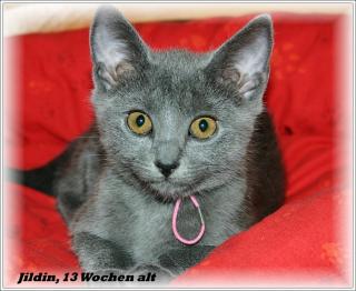 Chartreux-Kitten