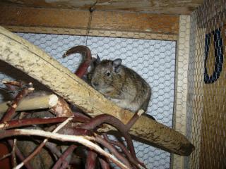 Ich suche eine degu dame