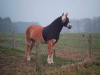 Haflinger M Niveau s. liebevolle Krankenschwester u. zukünftige Reitbeteiligung