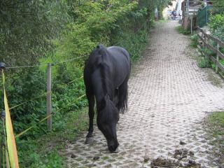 Platz in traumhaften Offenstall frei