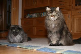 Maine Coon Mutter und Tochter abzugeben