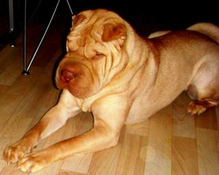 Liebevolles Shar Pei Mädchen Sherry abzugeben