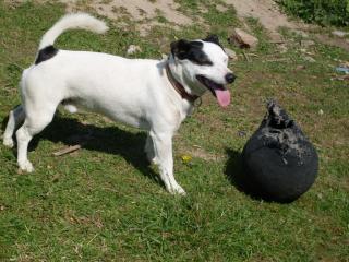 Jack Russel Terrier Rüde 3 Jahre