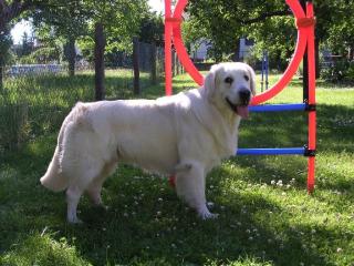 Golden Retriever Deckrüde