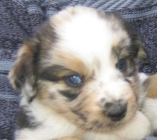 Mini Australian Shepherd Welpe - Pepino vom Gerberhof