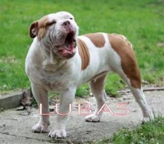 Old English Bulldogwelpen aus Hausaufzucht