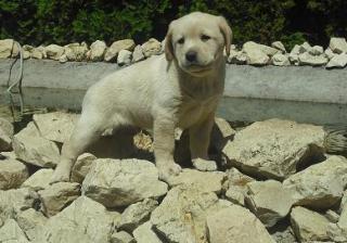 Labrador Retriever Welpen zum Verkauf