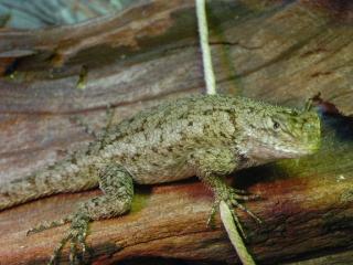 Sceloporus Malachiticus - Malachit-Stachelleguane 0, 2 abzugeben