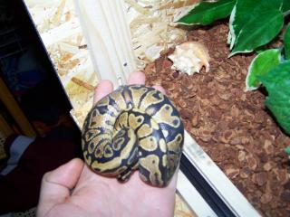 Python regius Yellow Belly