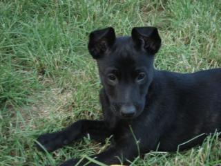 ACHTUNG fast schwarze X HERDER VATER PH 1