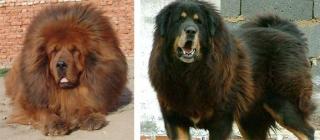 Liebevolle Tibette Dogge Zucht von Champions Wurf