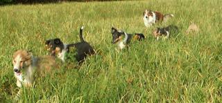 Super süße Collie welpen abzugeben