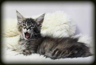 Typvolle Maine Coon Babys in div. Farben