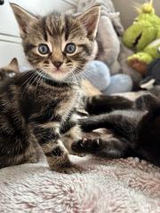 Ragdoll Hauskatze Mix Kitten