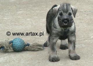 P/s Mittelschnauzer Welpe