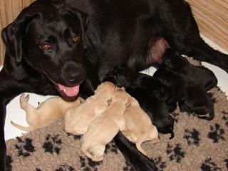 Labradorwelpen mit Papiere braun, gelb und schwarz