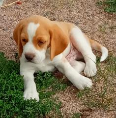 Eine lustige und verspielte Beagle Dame in BICOLOR sucht ein neues zu Hause