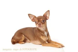 Chihuahua Deckrüde in schoko tan kurzhaar Zuchtrüde