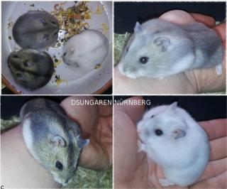 Dsungarischer Zwerghamster Dsungaren Dsungarische Hamster