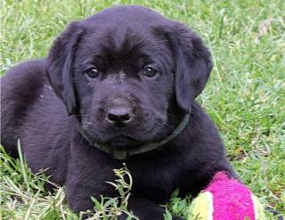 3 Labradorwelpen suchen noch IHRE Familie