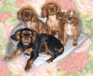 King charles spaniel