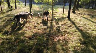 Irish Wolfhound Welpen