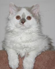 Selkirk Rex Katerchen