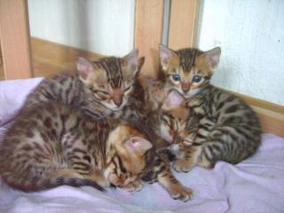 Super süße und verschmuste bengal kitten