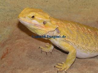 Pogona vitticeps Redflame Hypo-Red/Picasso x Citrus