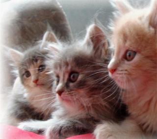 Maine Coon Babys