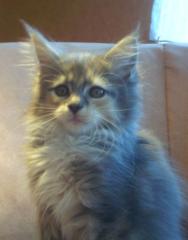 Maine Coon Babys suchen Schmuseplatz