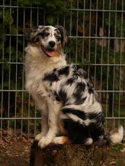 Australian Shepherd Jungrüde