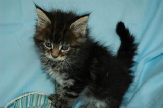 Maine-Coon-Babys