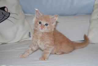 Maine Coon kitten