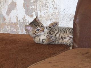 Bengalkitten im KÖNIGSleopardenLOOK - abgabebereit