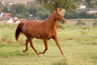 Reitbeteiligung gesucht