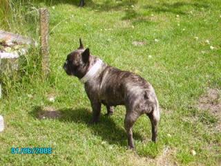 Französische Bulldoggen-Welpen in MV /Laage Tel. 03845930965