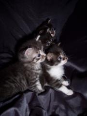 Mainecoonmix babys