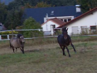 Schlachtpferde Rettung Alex hat mehrere gerettete Pferde/ponys zu vermitteln