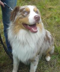 Australian Shepherd Red merle Deckrüde