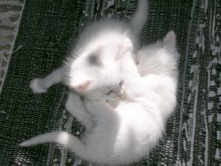 Türkisch Angora Kitten