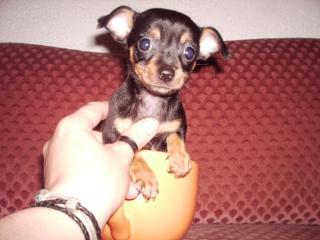 CHIHUAHUA-MÄDCHEN