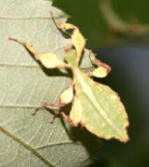 Suche Phyllium siccifolium Weibchen im Tausch gegen Männchen