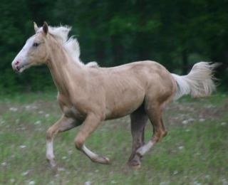 PAINT HORSE HENGST SUCHT NEUES ZU HAUSE