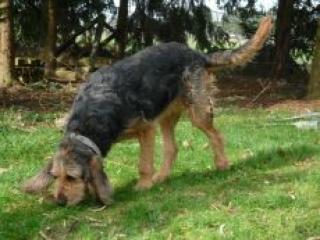 Ein Hund für die ganze Familie Otterhound Welpen Ende Juli 2021 abzugeben