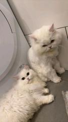 2 perse katzen