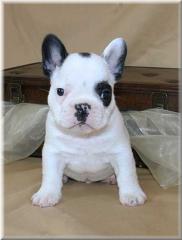 French Bulldog Welpen