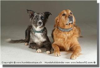 Hundehalsband